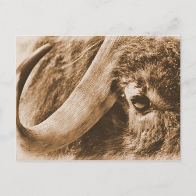 Muskox Postcard (Front)