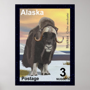 Muskox Poster