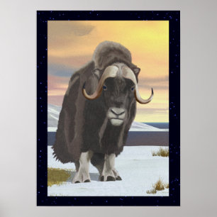 Muskox Poster