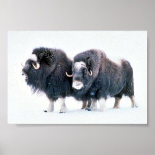 Muskoxen Poster