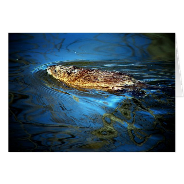 Muskrat (Front Horizontal)