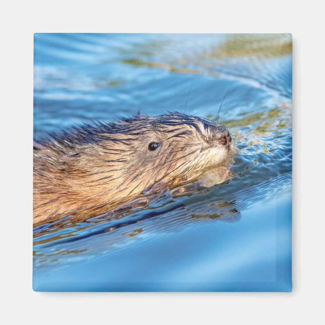 Muskrat at Vassar Farms Ecological Preserve Magnet (Front)