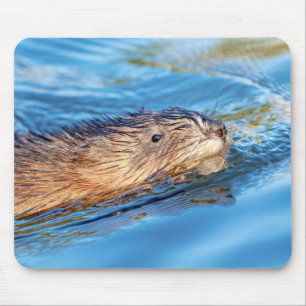 Muskrat at Vassar Farms Ecological Preserve Mouse Mat