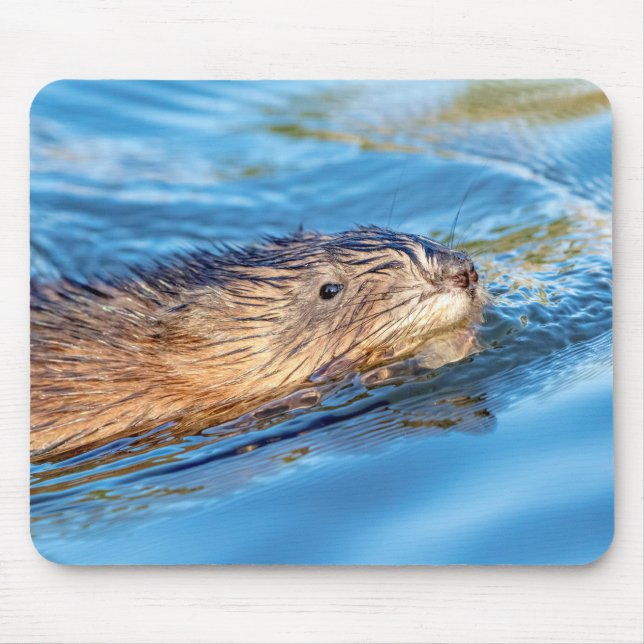 Muskrat at Vassar Farms Ecological Preserve Mouse Mat (Front)