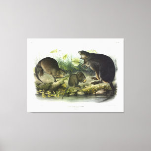 Muskrat from Audubon's Quadrupeds of North America Canvas Print
