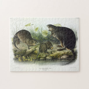 Muskrat from Audubon's Quadrupeds of North America Jigsaw Puzzle