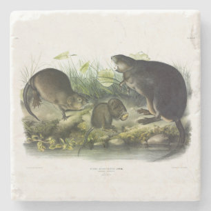 Muskrat from Audubon's Quadrupeds of North America Stone Coaster