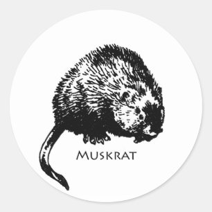 Muskrat (illustration) classic round sticker