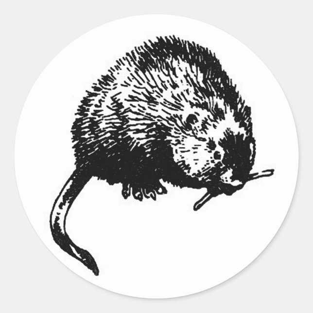 Muskrat (illustration) classic round sticker (Front)