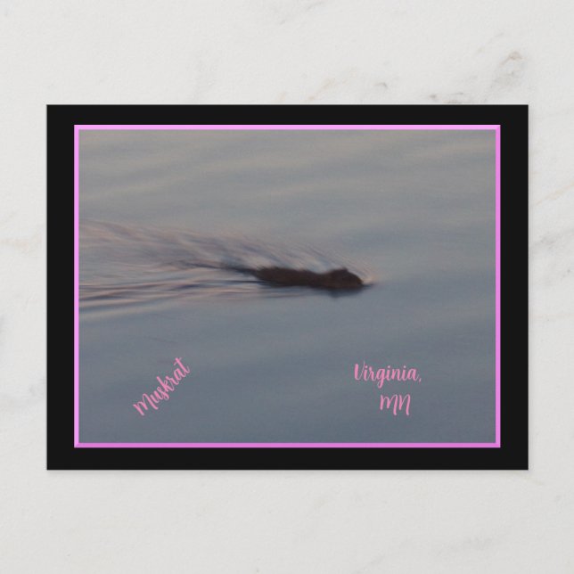 Muskrat in Minnesota Postcard (Front)