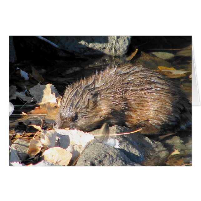 Muskrat on Land (Front Horizontal)