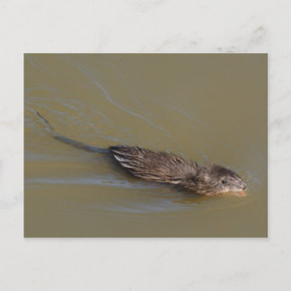 Muskrat postcard