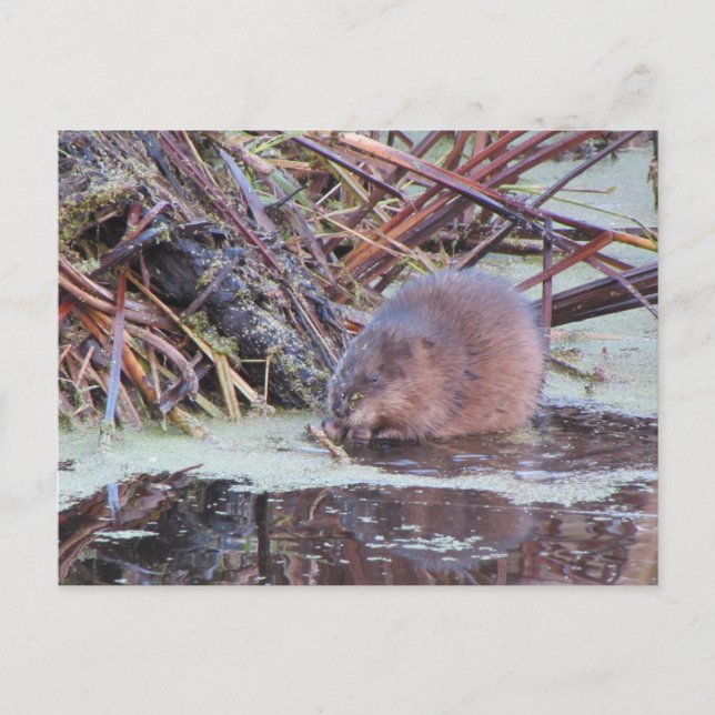 Muskrat Postcard (Front)