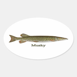 Musky (muskellunge) oval sticker