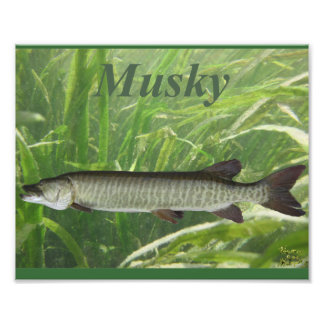 Musky Photo Print