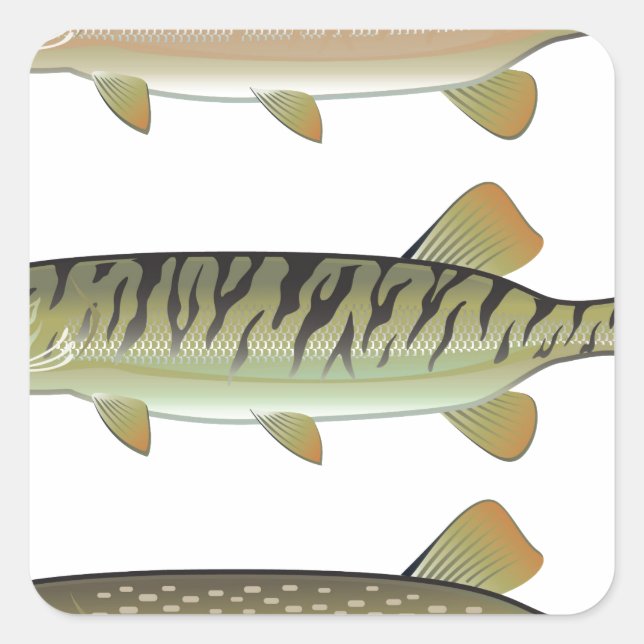 Musky Tiger musky and Northern Pike vector Square Sticker (Front)
