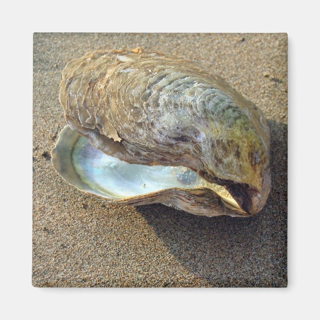 Mussel Seashell Sand Beach Magnet (Front)