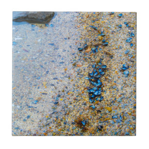 Mussel Shells in Maine Tile