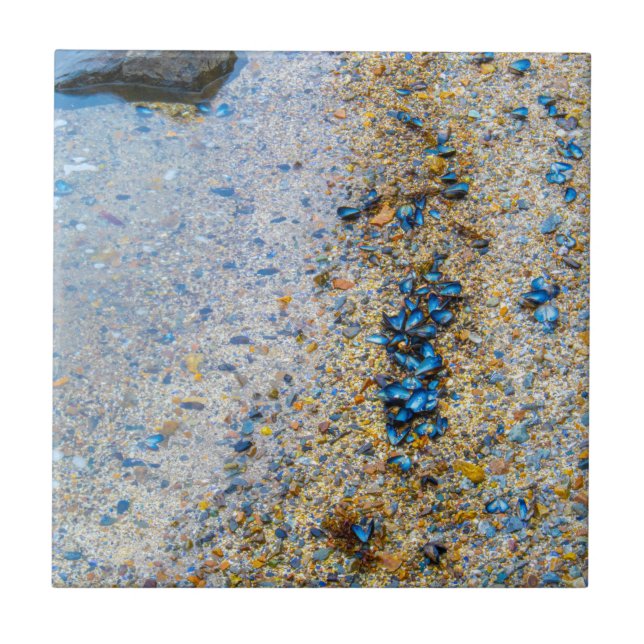 Mussel Shells in Maine Tile (Front)