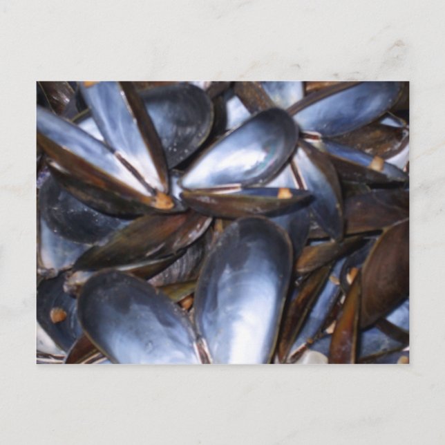 Mussel Shells Postcard (Front)