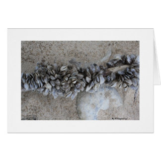 Mussels              By W.Shepard (c)       ...