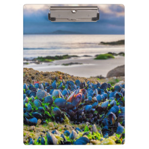 Mussels Clipboard
