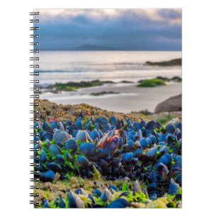 Mussels Notebook
