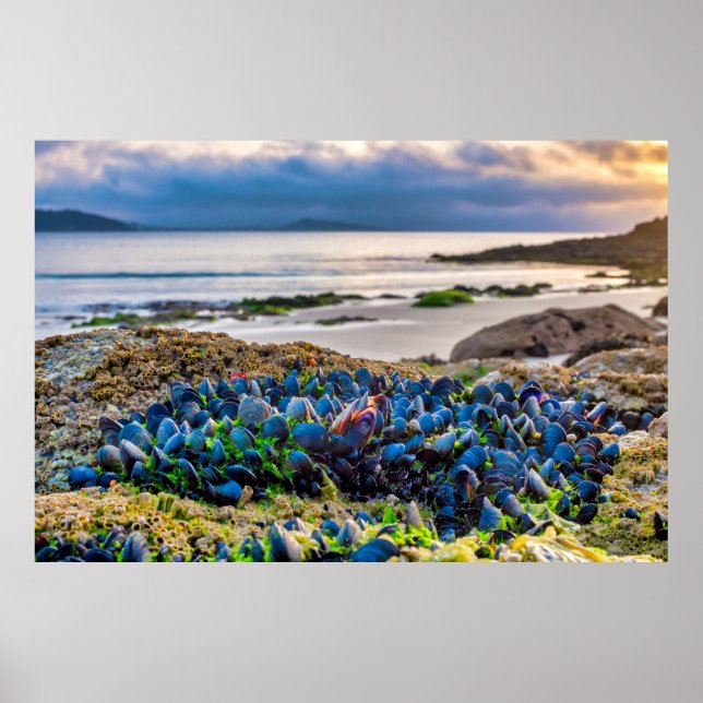 Mussels Poster (Front)