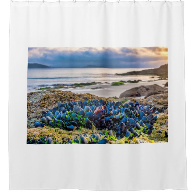 Mussels Shower Curtain (Front)