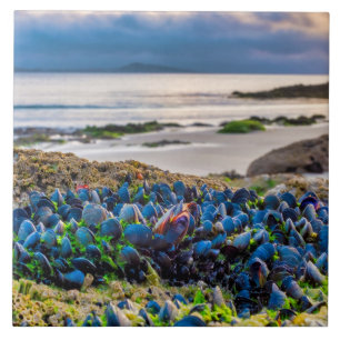 Mussels Tile