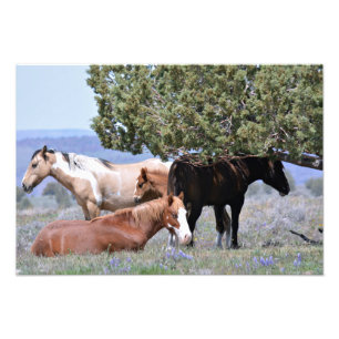 Mustang Charm 19" x 13" Pro. Photo Paper Satin Print