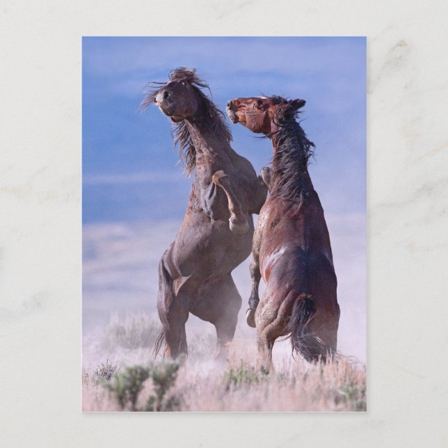 Mustang Fight 2 Postcard (Front)