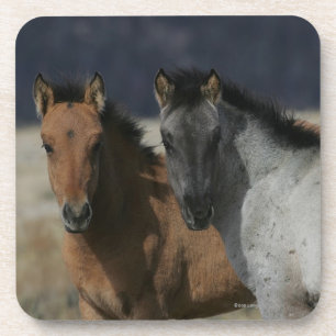 Mustang Foal Headshot Coaster