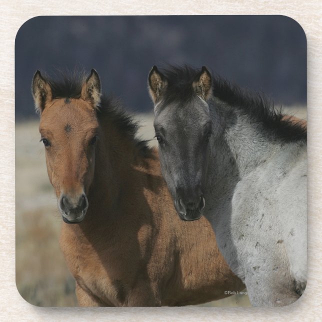 Mustang Foal Headshot Coaster (Front)