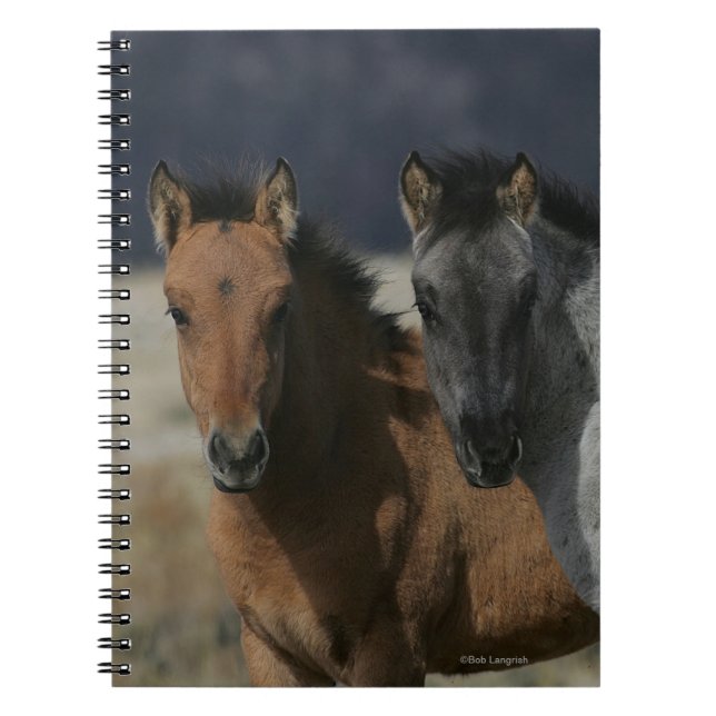 Mustang Foal Headshot Notebook (Front)