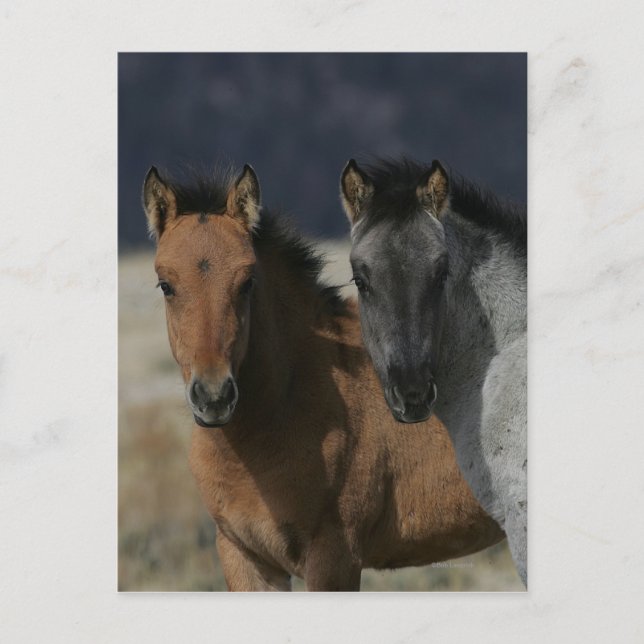 Mustang Foal Headshot Postcard (Front)