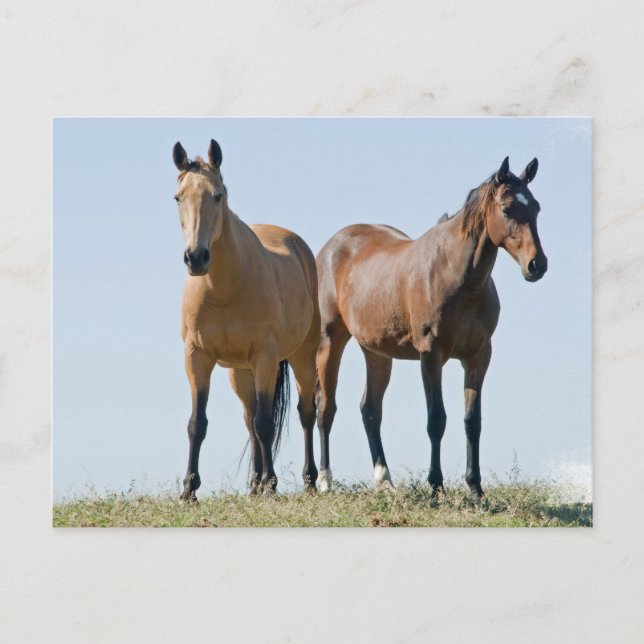 Mustang Horse Pair Postcard (Front)