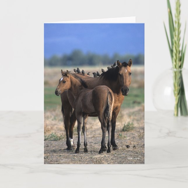 Mustang Mare and Foal Standing With Birds Card (Front)