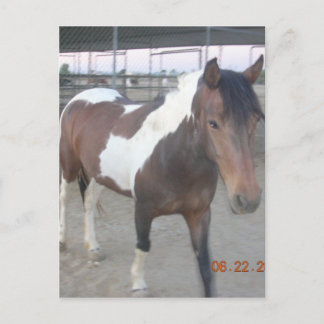 Mustang-Spirit Postcard