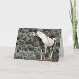 Mustang Stallion Greeting Card