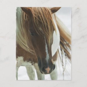 Mustang Wild Horse Postcard