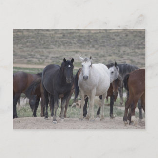 Mustangs of Utah Postcard