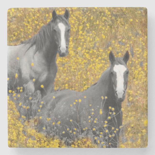 Mustard and Horses Stone Coaster (Front)