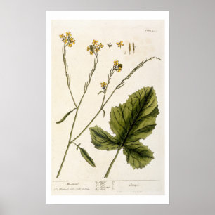 Mustard, plate 446 from 'A Curious Herbal', publis Poster