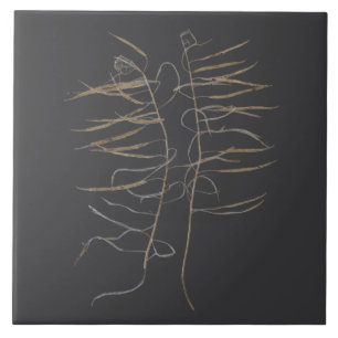 Mustard Seed Pods on a Ceramic Tile - A