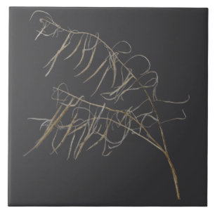 Mustard Seed Pods on a Ceramic Tile - B