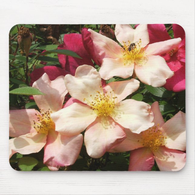 Mutabilis Rose Mouse Mat (Front)