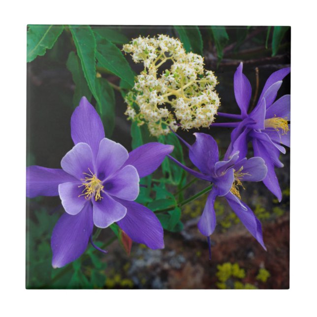 Mutant Columbine Wildflowers Tile (Front)