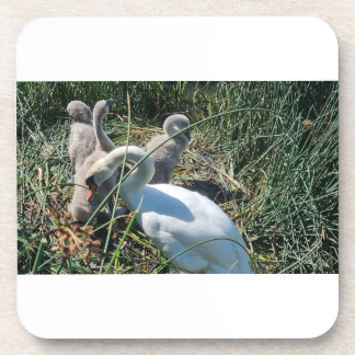 Mute Swan Adult And Cygnets Coaster