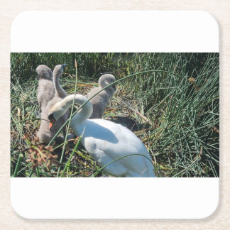 Mute Swan Adult And Cygnets Square Paper Coaster